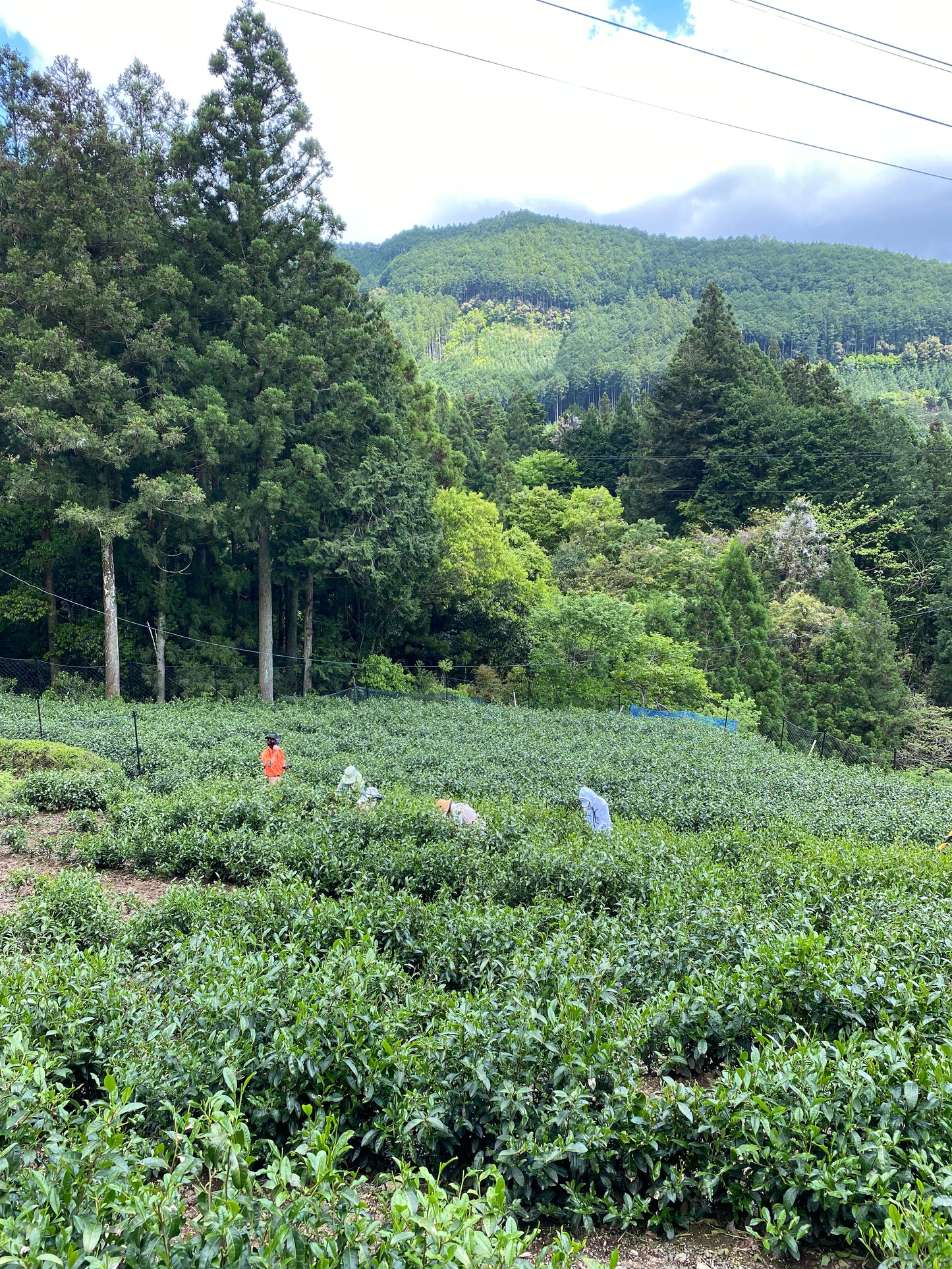 THE TRAILBLAZER 2025 Seed-propagated Sencha