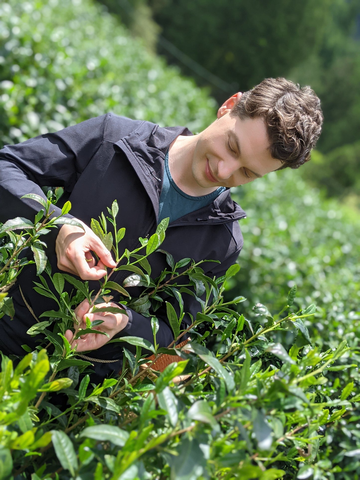 THE TRAILBLAZER 2025 Seed-propagated Sencha