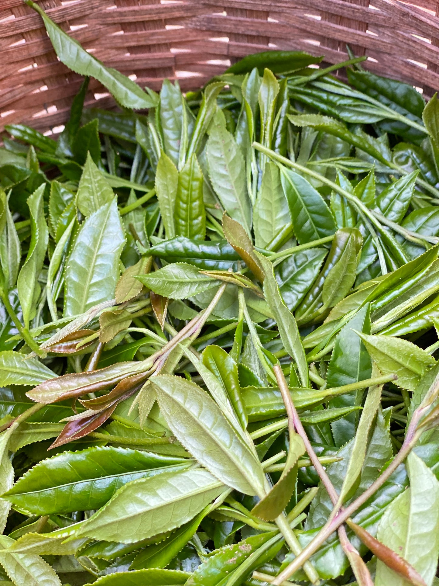 THE TRAILBLAZER 2025 Seed-propagated Sencha