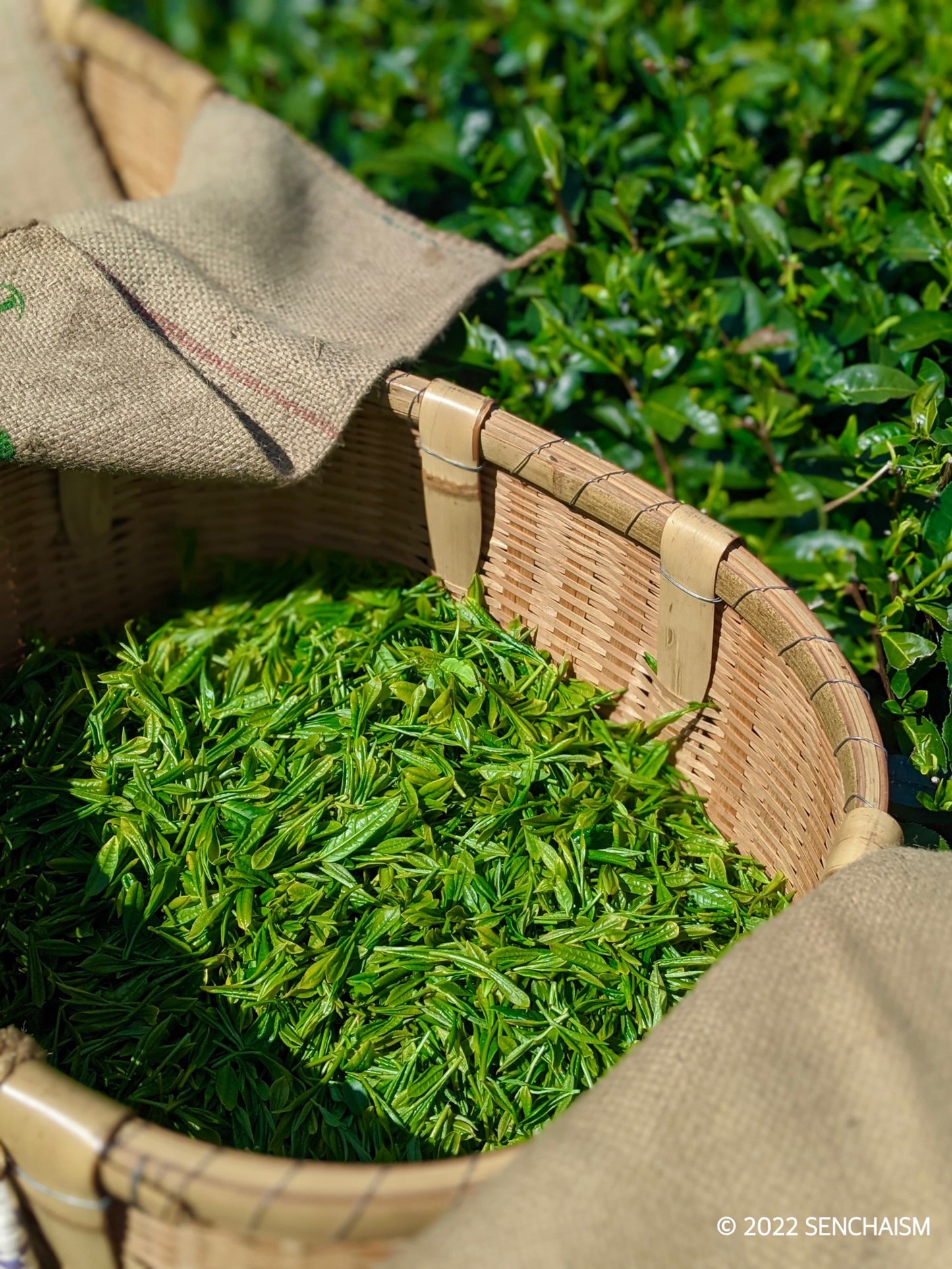 THE FIRST Kondōwase Sencha