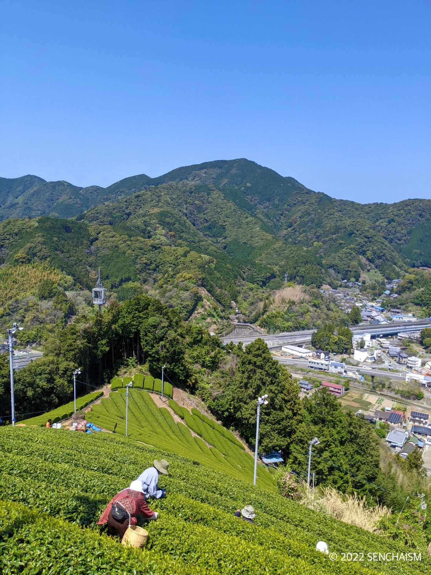THE FIRST Kondōwase Sencha