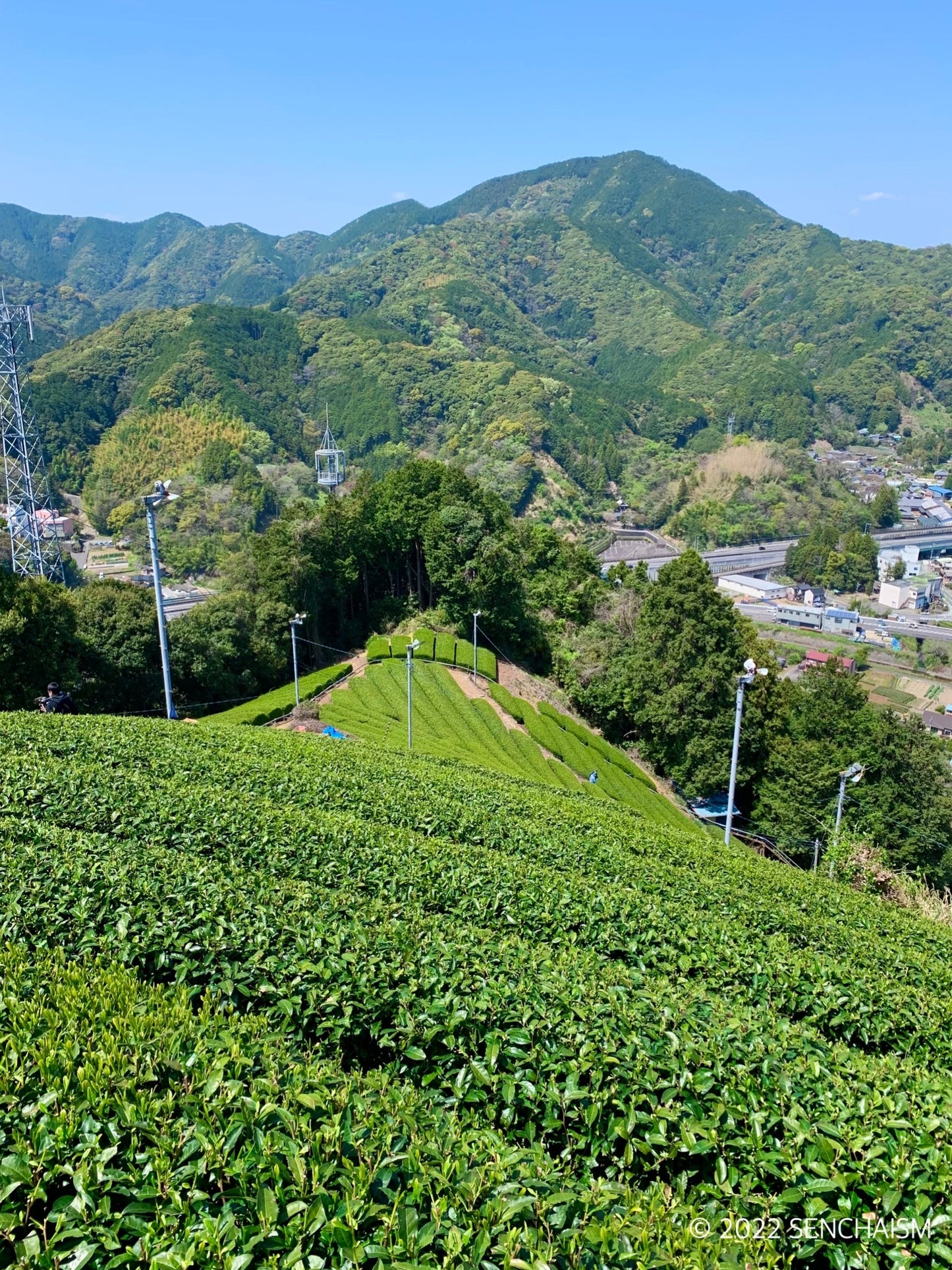 THE VERY FIRST 2026 手摘み近藤早生