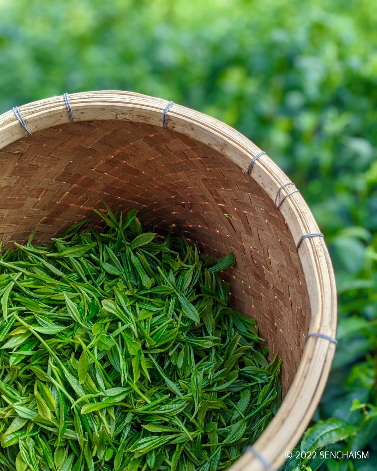 THE VERY FIRST 2025 Kondōwase Shincha 30g