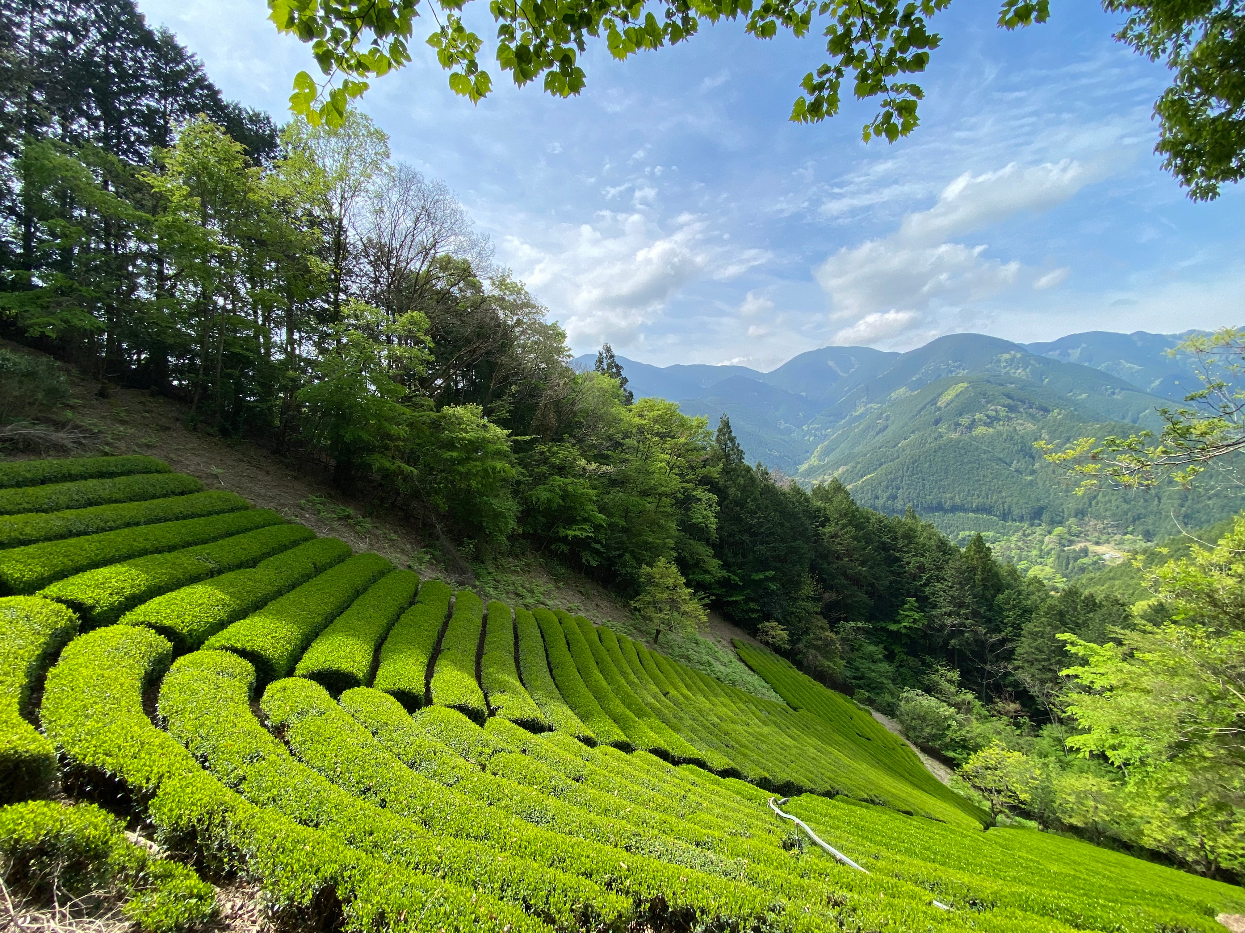 Senchaism | Refined Single Estate Japanese Green Tea
