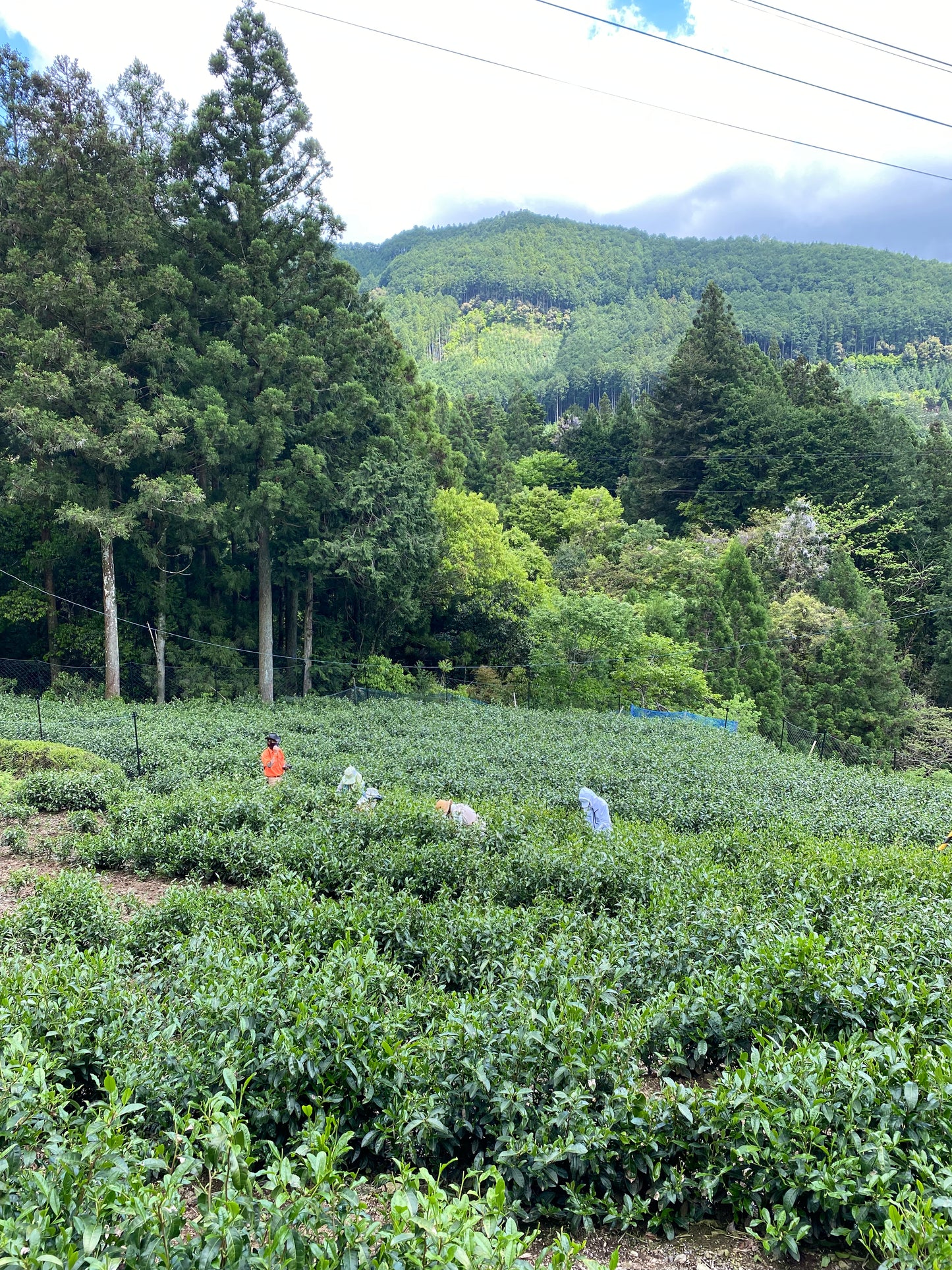 THE TRAILBLAZER 2024 Seed-propagated Sencha